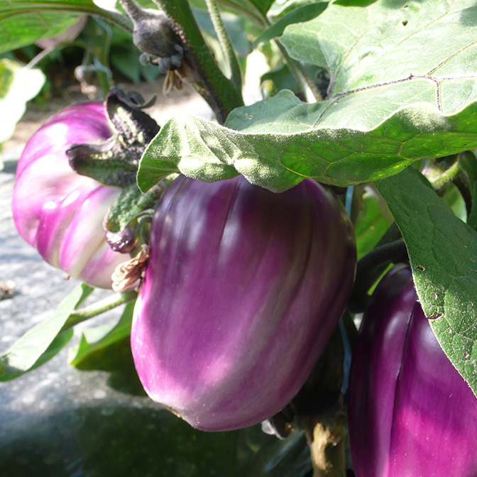 aubergine-c